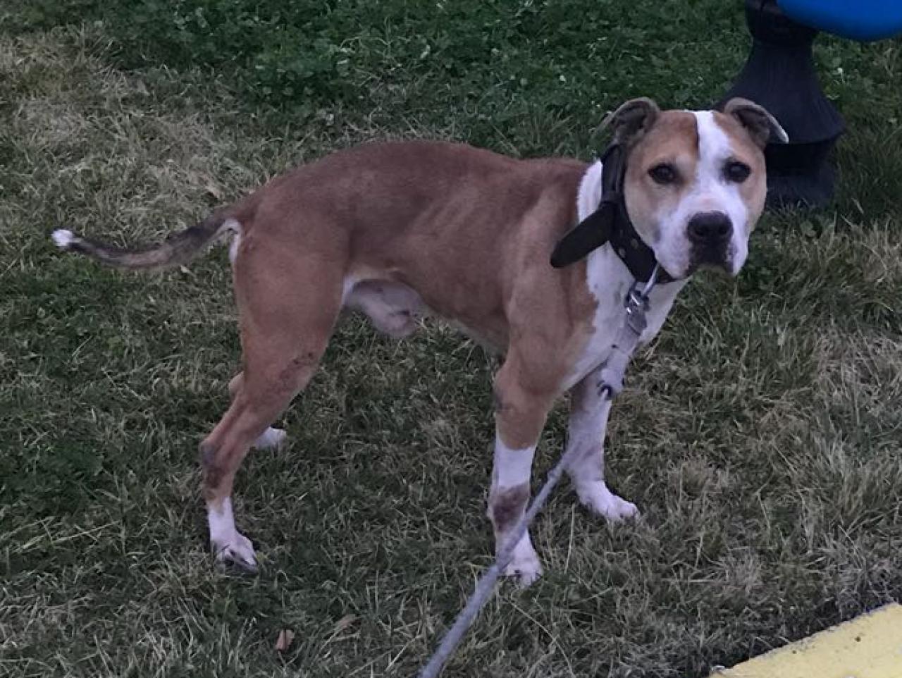 Photo of the dog