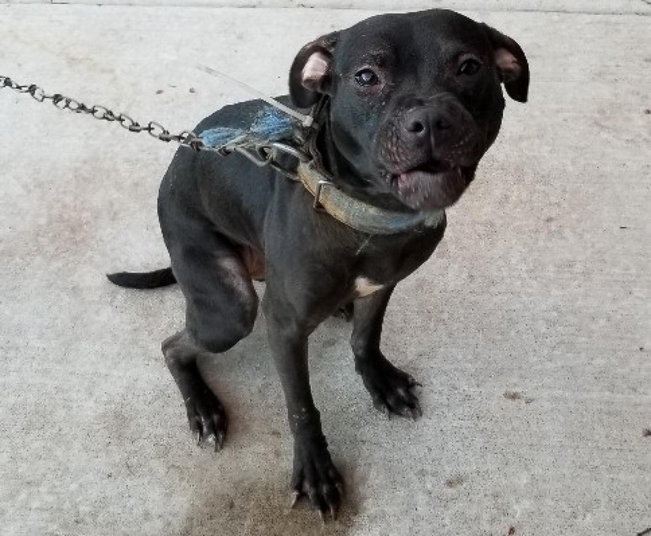 Photo of the dog