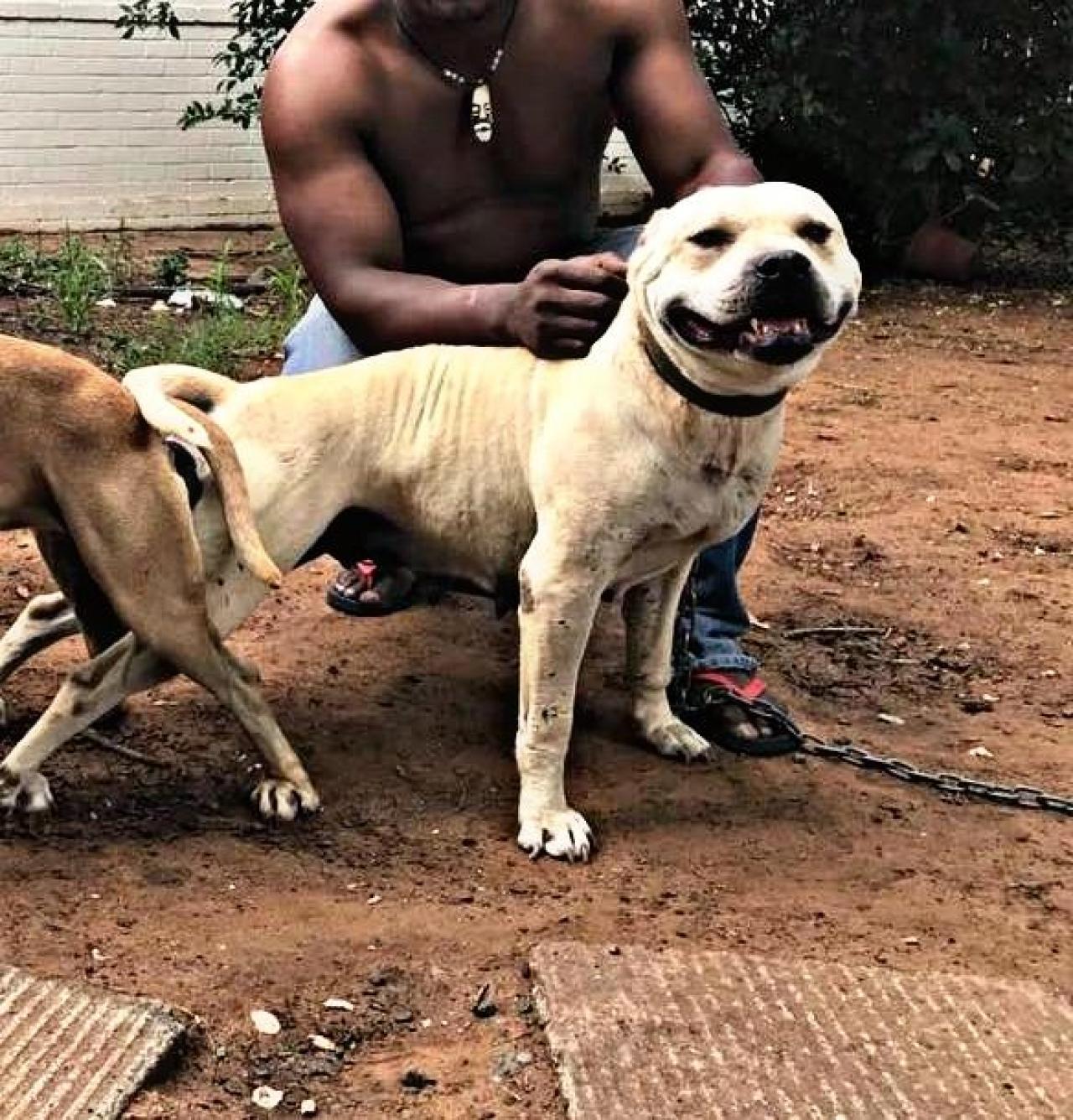 Photo of the dog