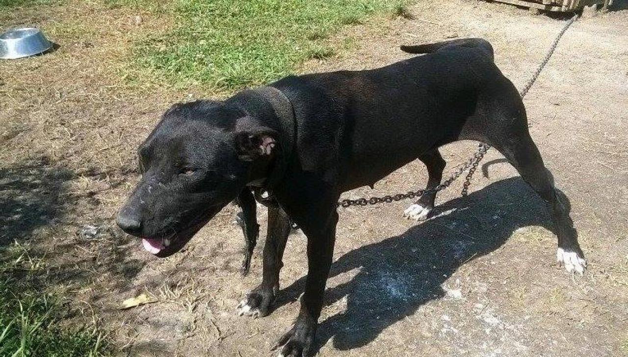 Photo of the dog