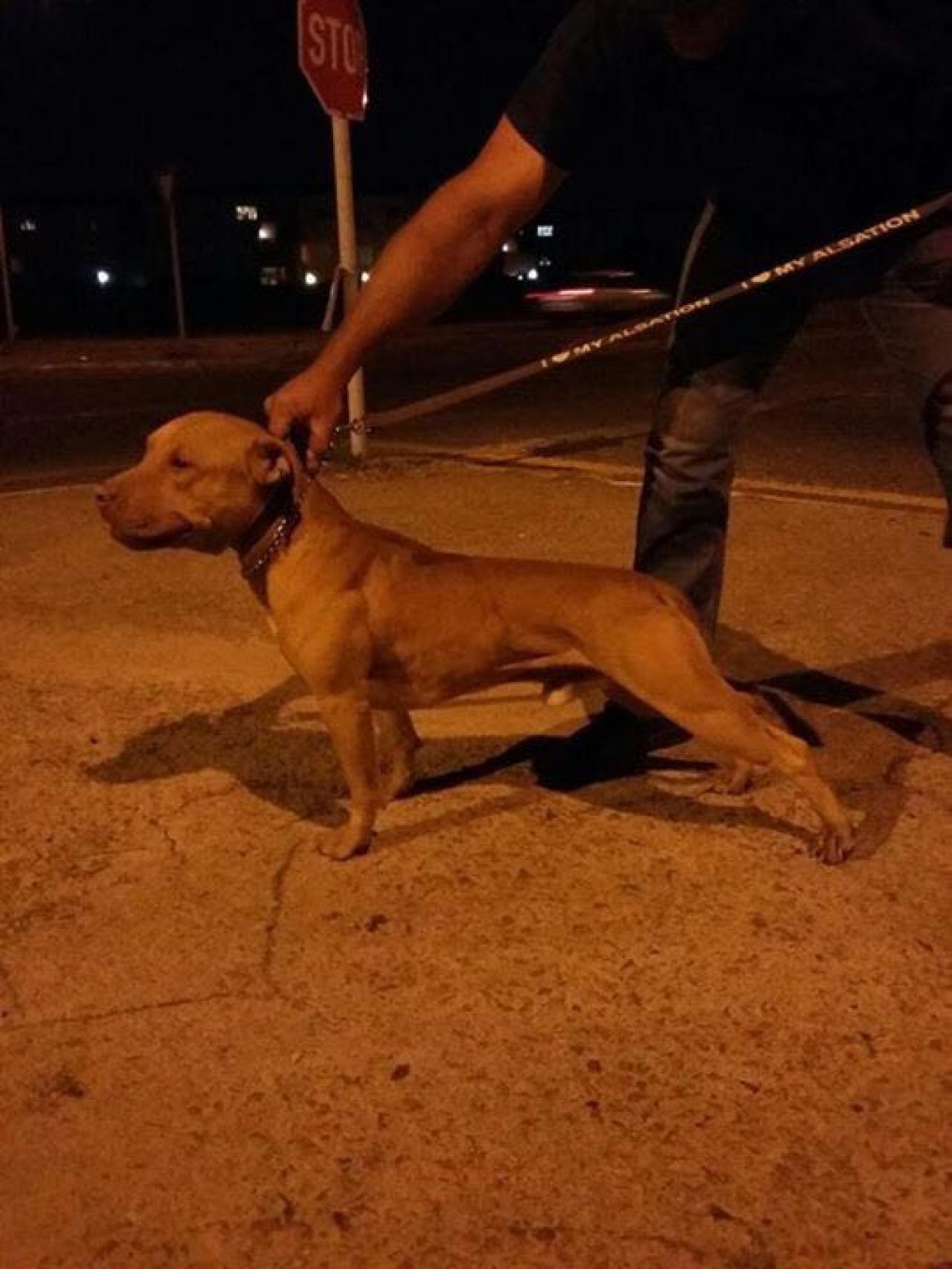 Photo of the dog