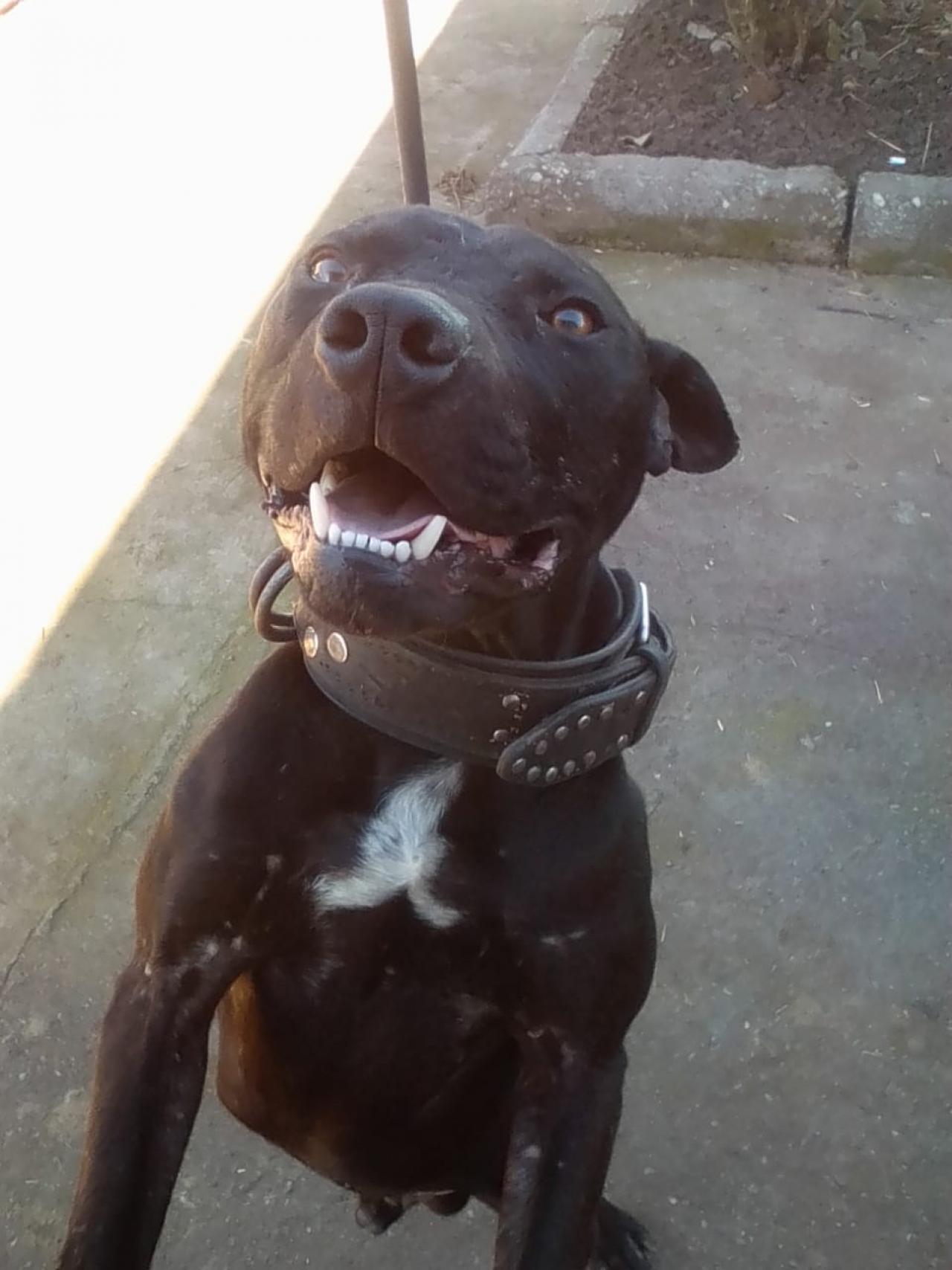 Photo of the dog