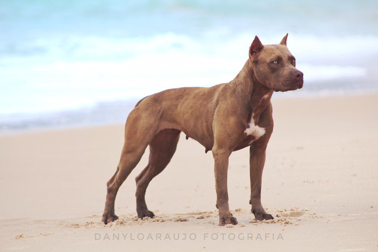Photo of the dog