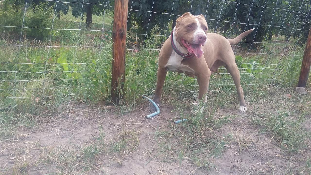 Photo of the dog