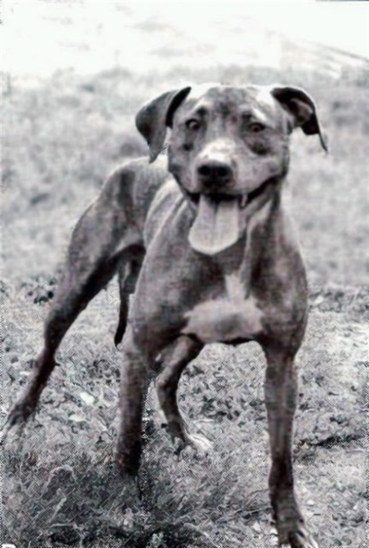 Photo of the dog