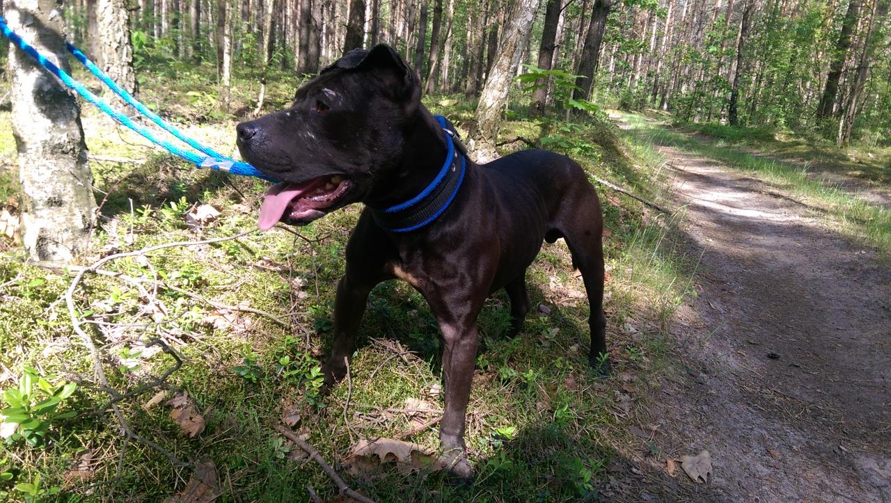 Photo of the dog