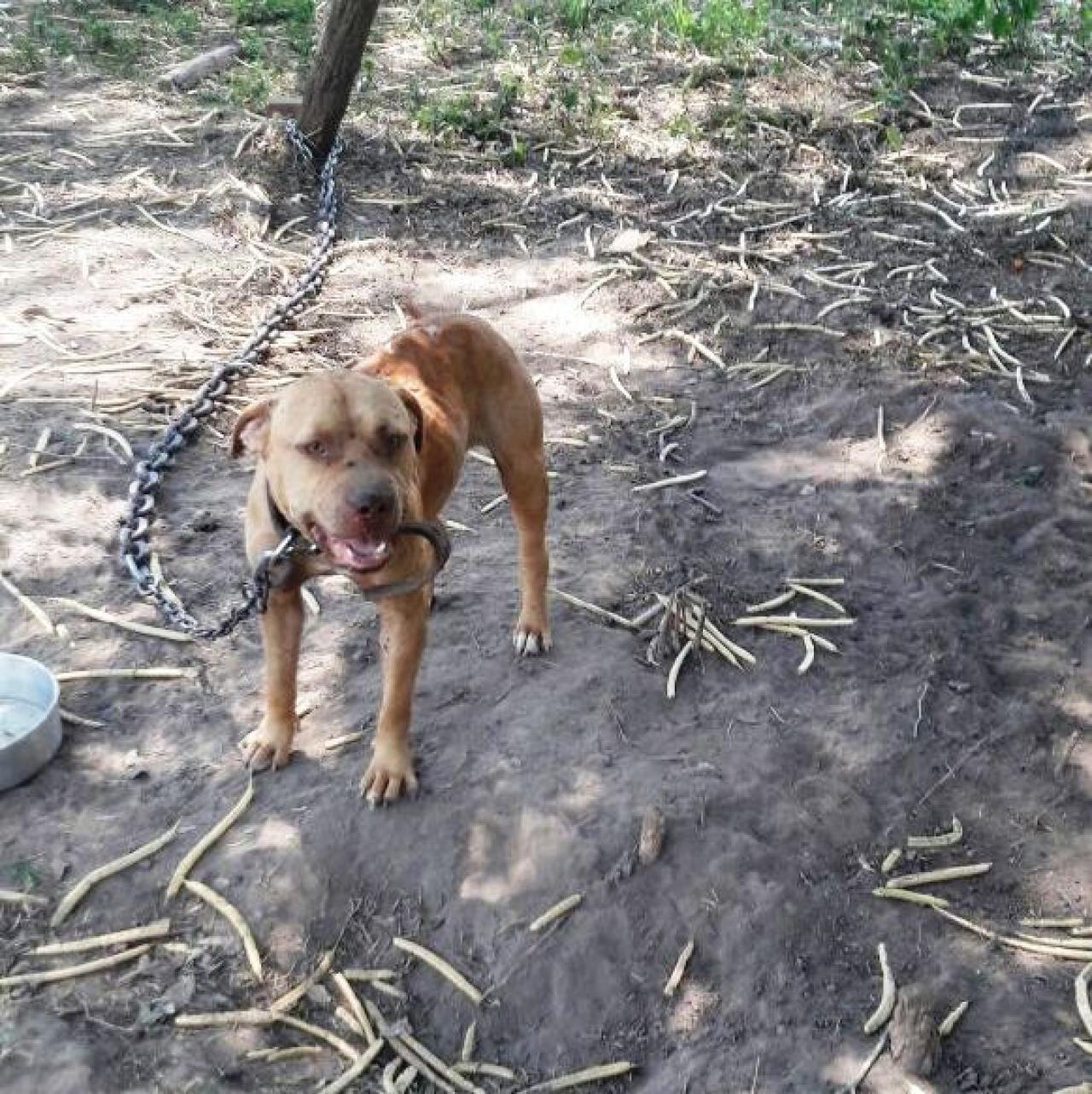 Photo of the dog