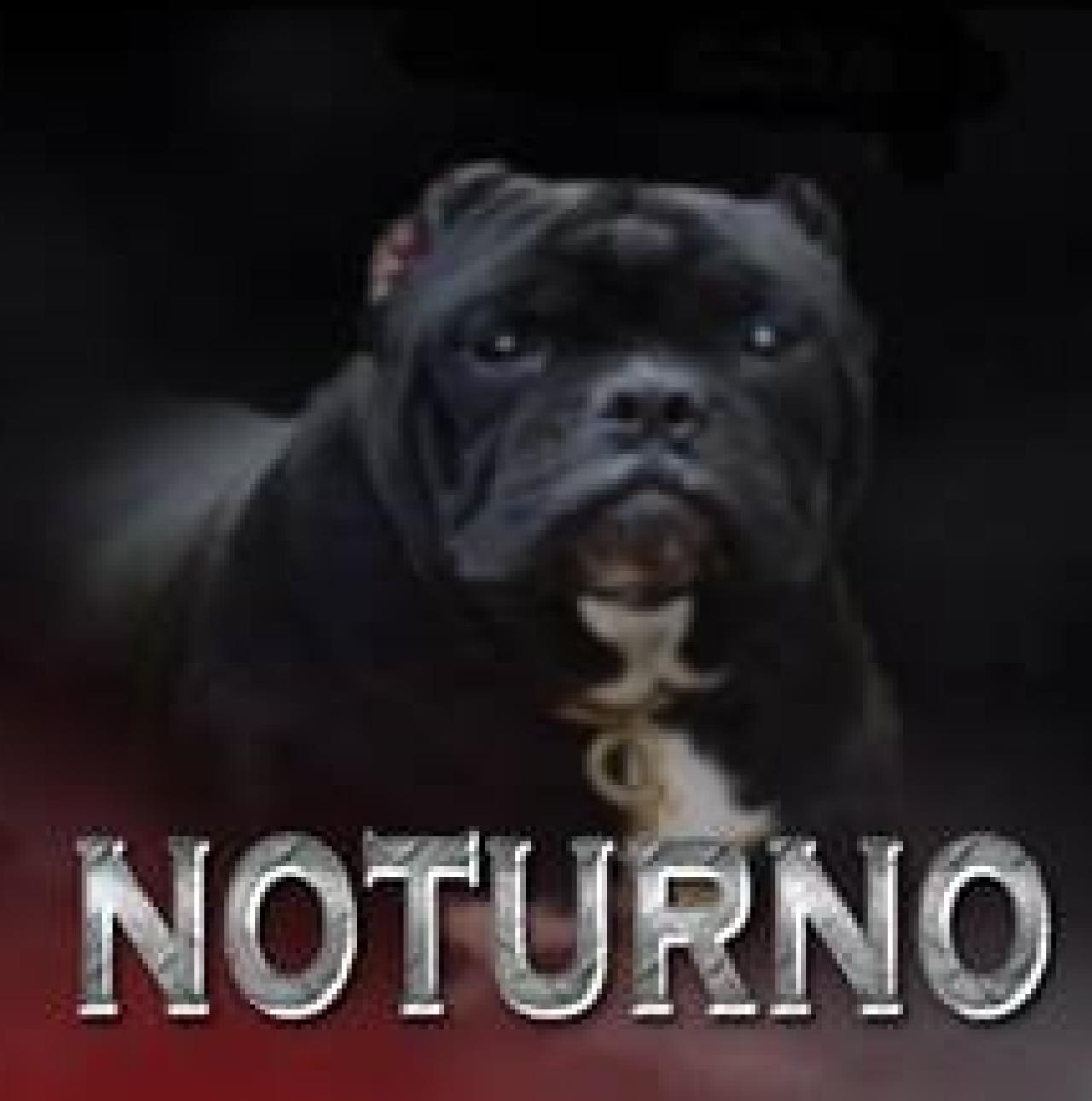 Photo of the dog