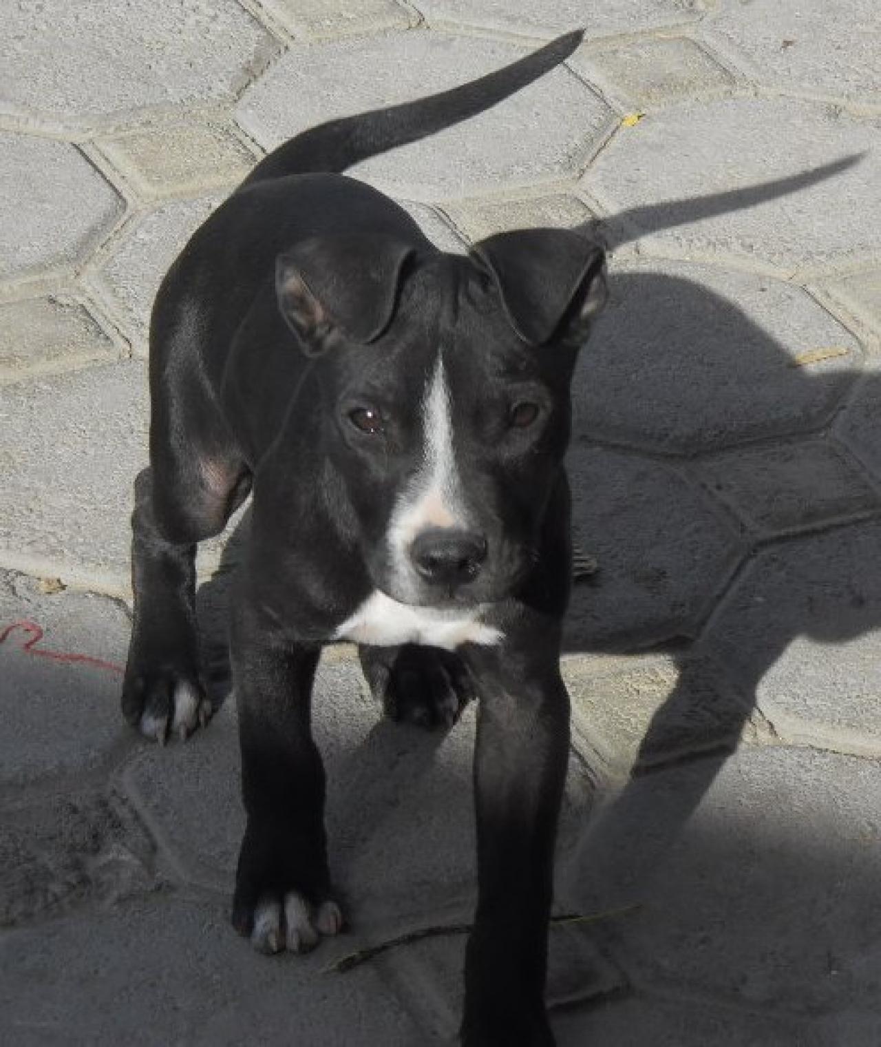 Photo of the dog
