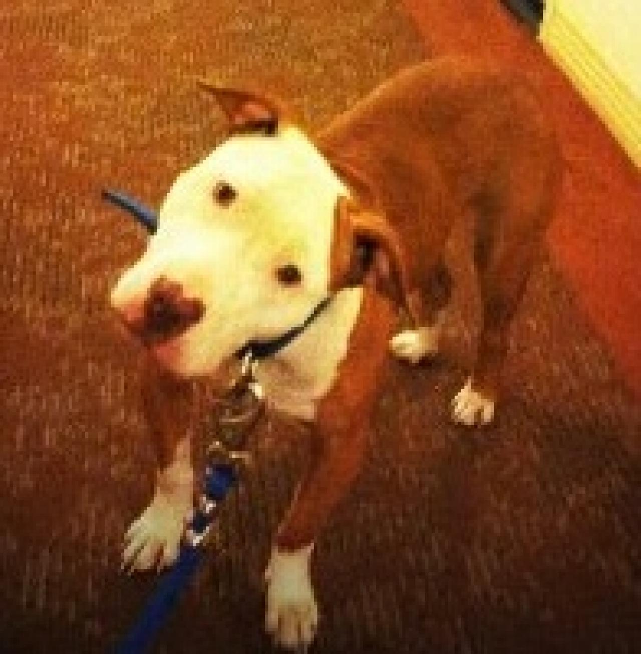 Photo of the dog