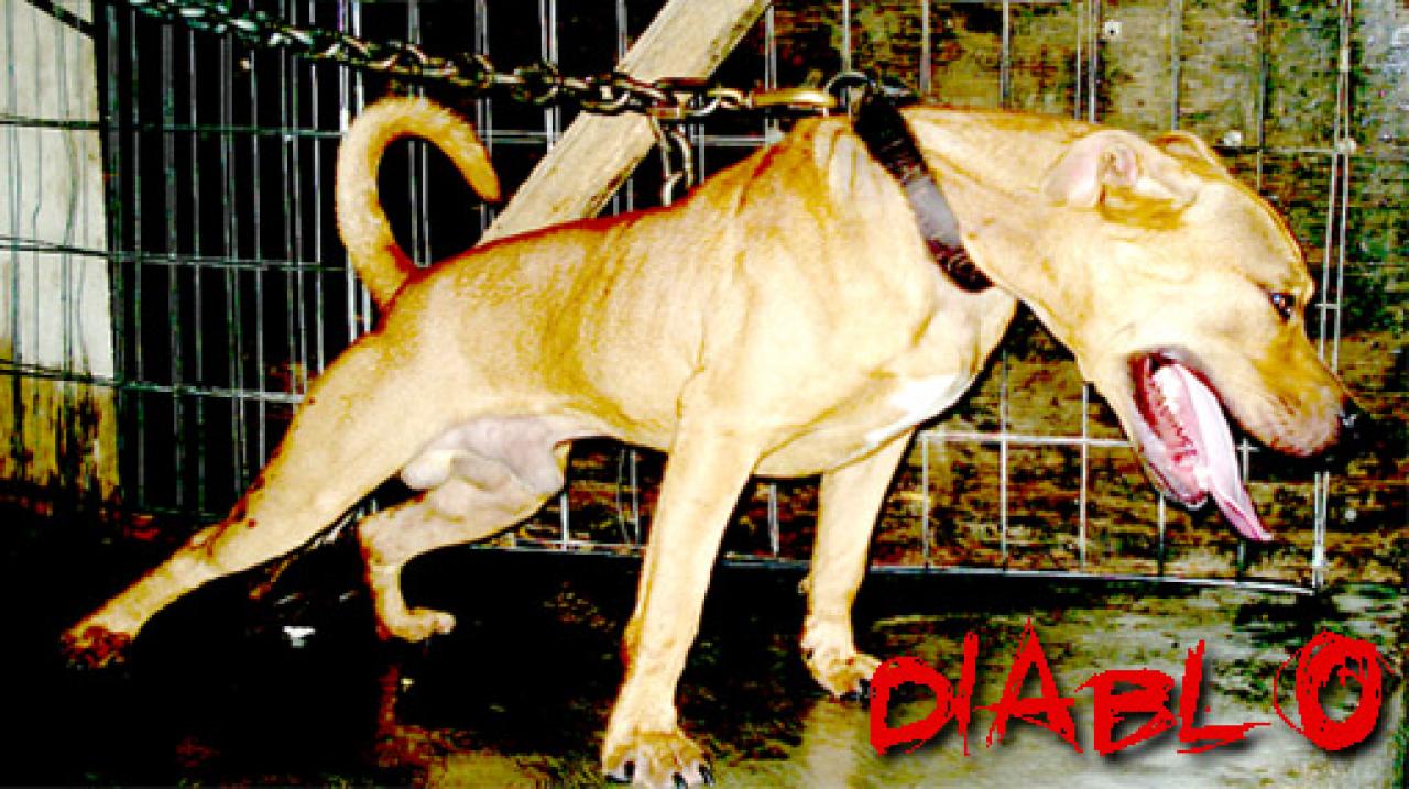 Photo of the dog