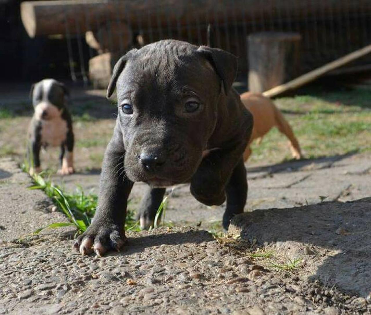 Photo of the dog