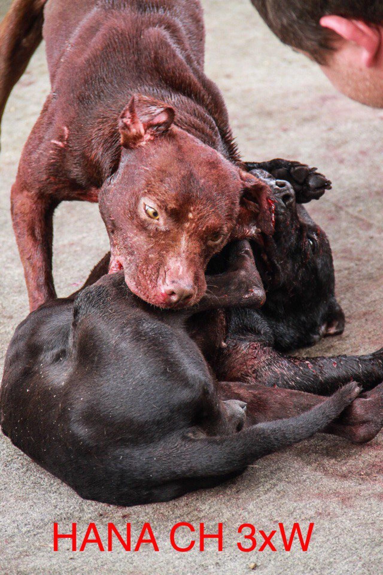 Photo of the dog