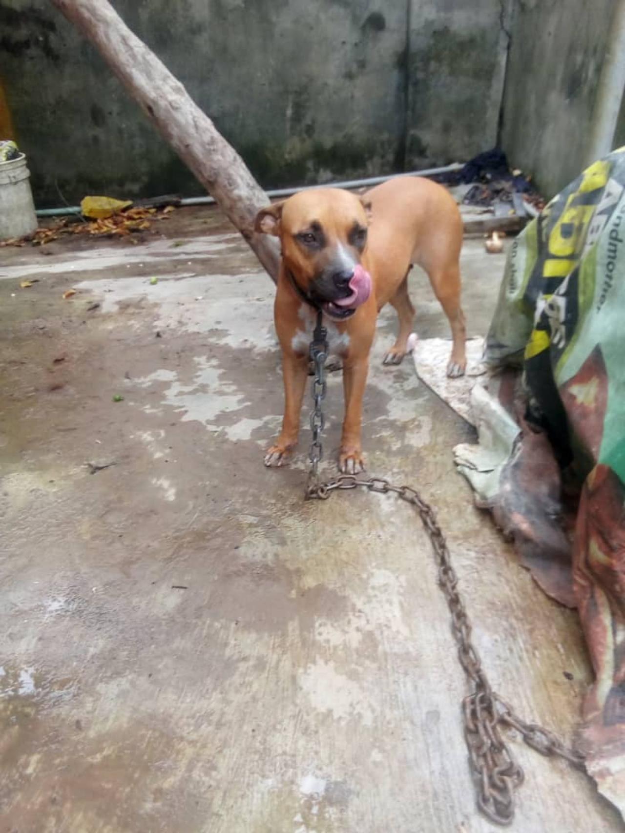 Photo of the dog