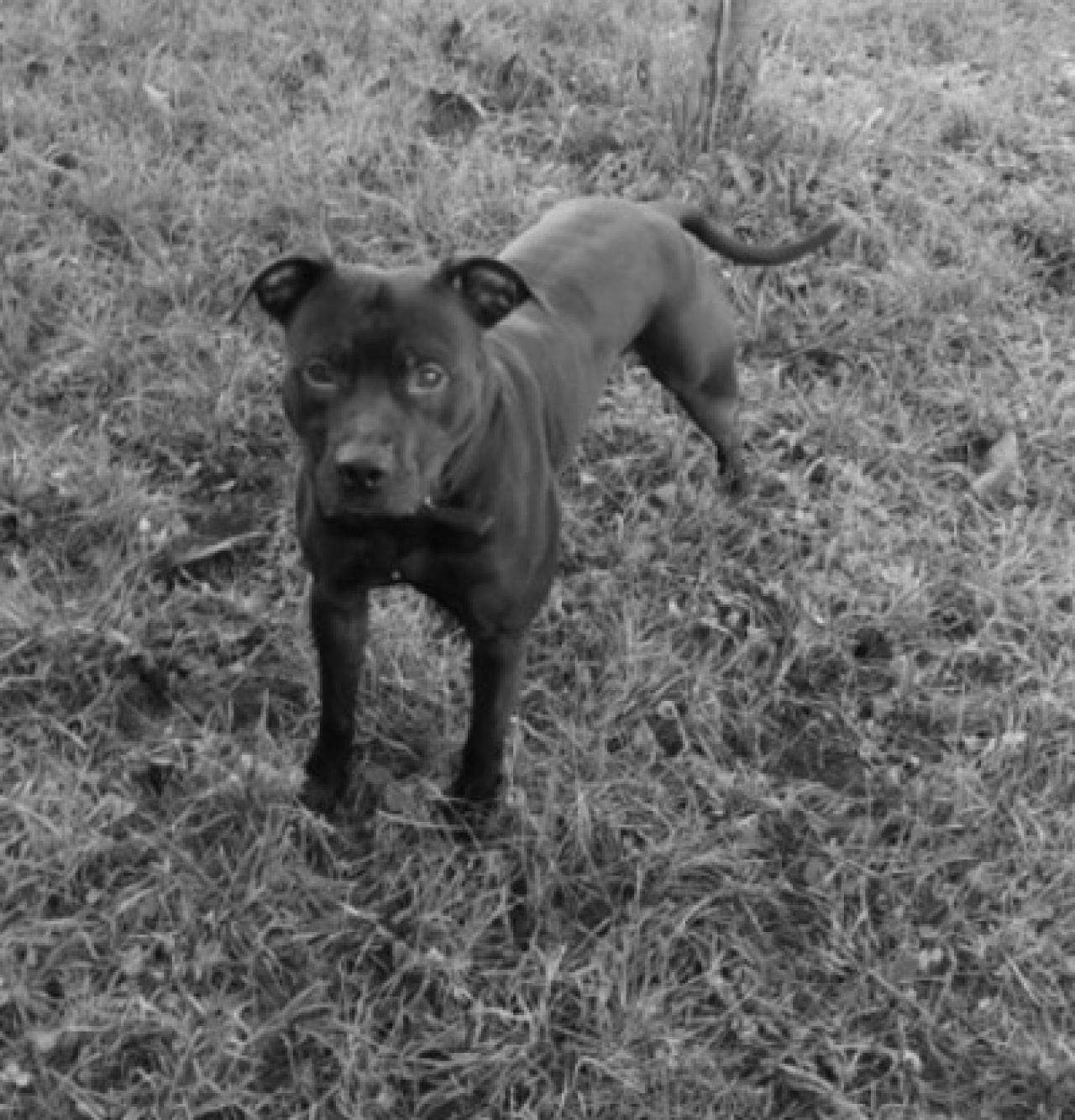 Photo of the dog