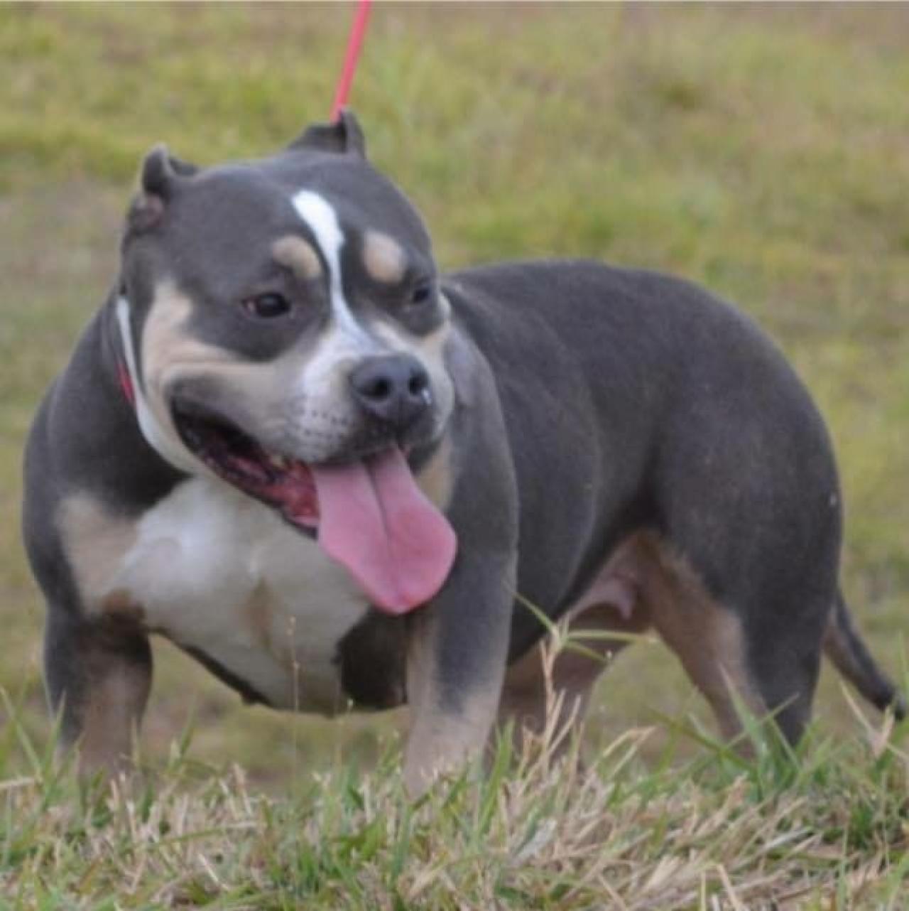 Photo of the dog