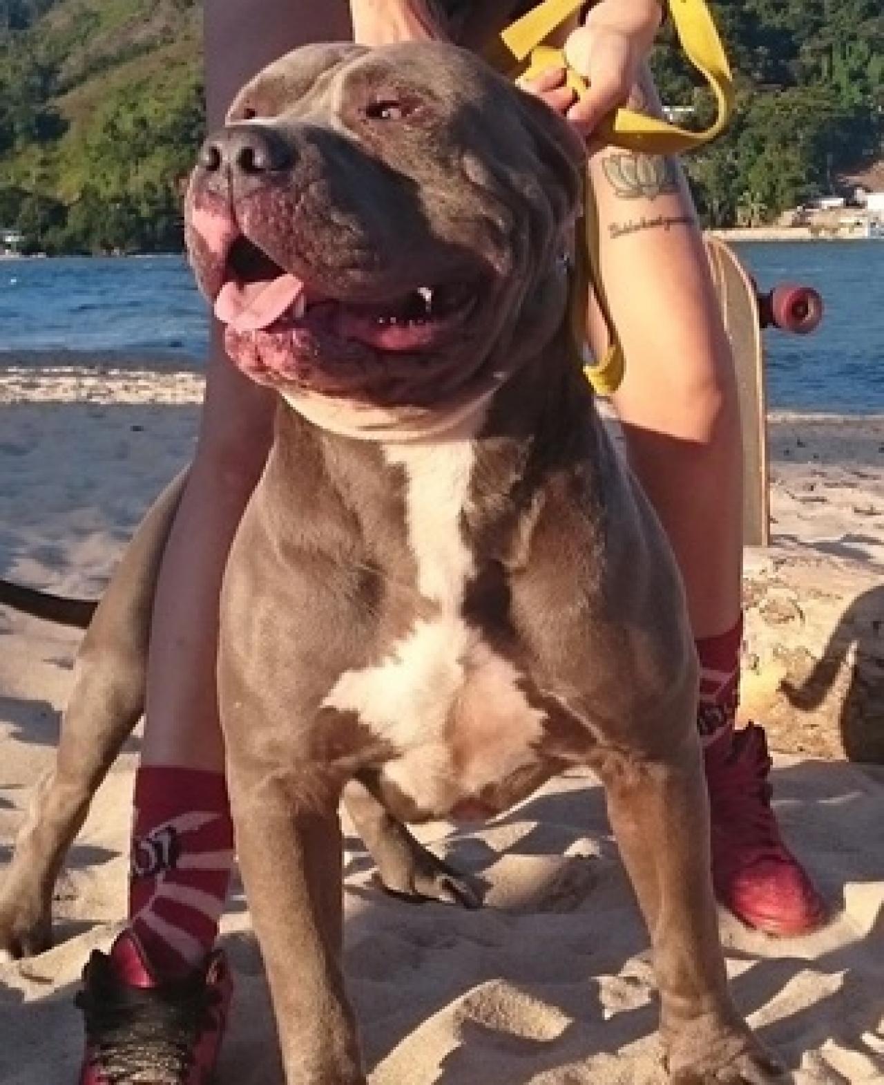 Photo of the dog