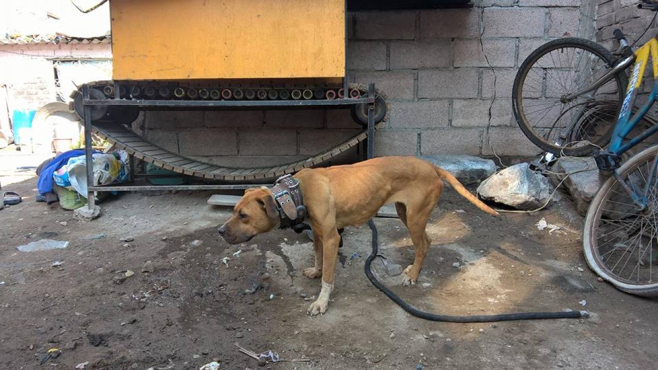 Photo of the dog