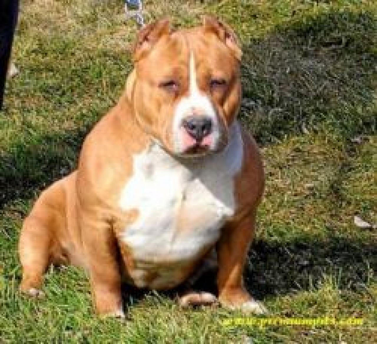 Photo of the dog