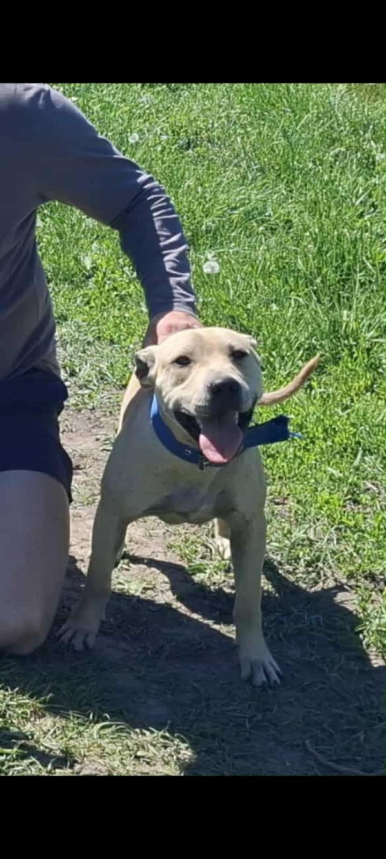 Photo of the dog