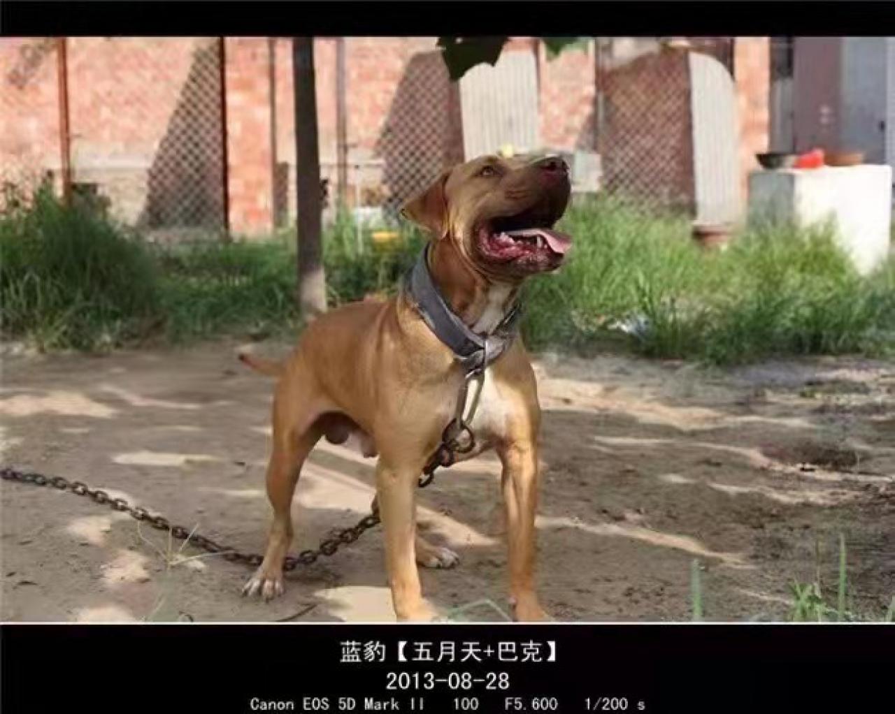 Photo of the dog