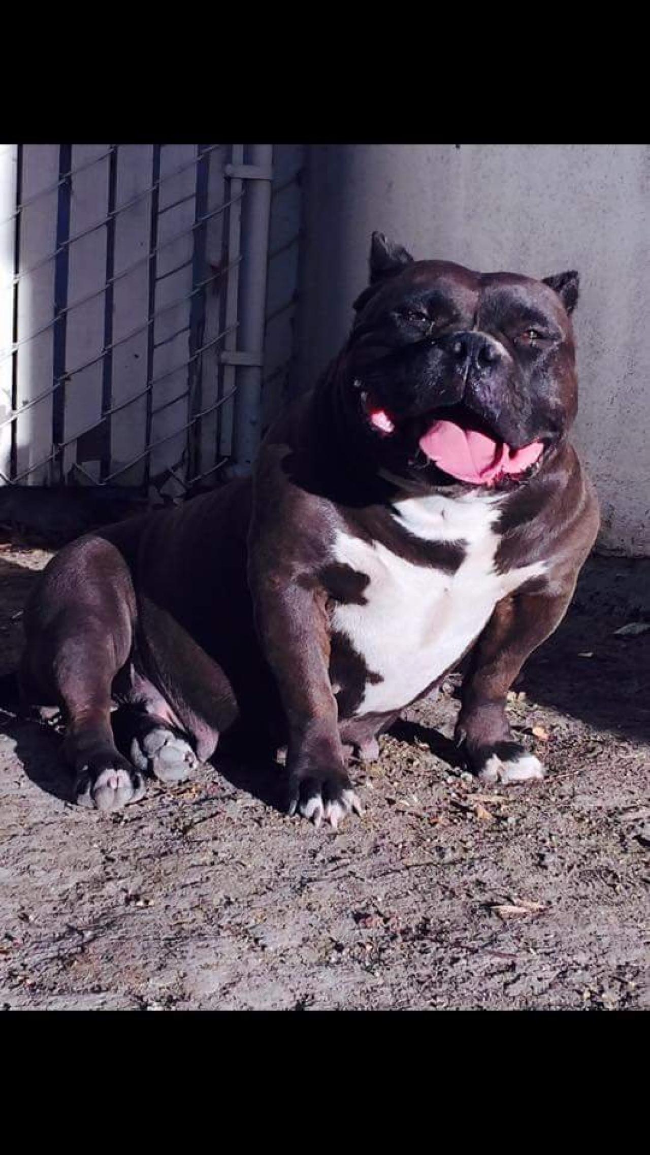Photo of the dog