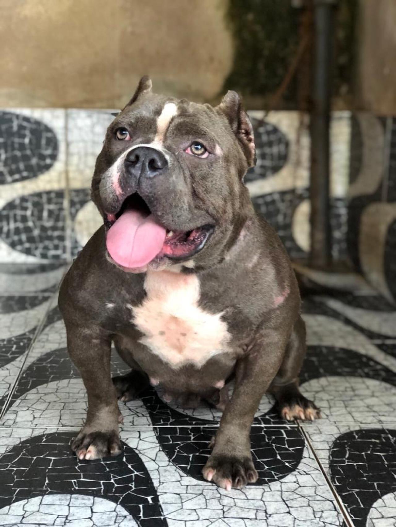 Photo of the dog