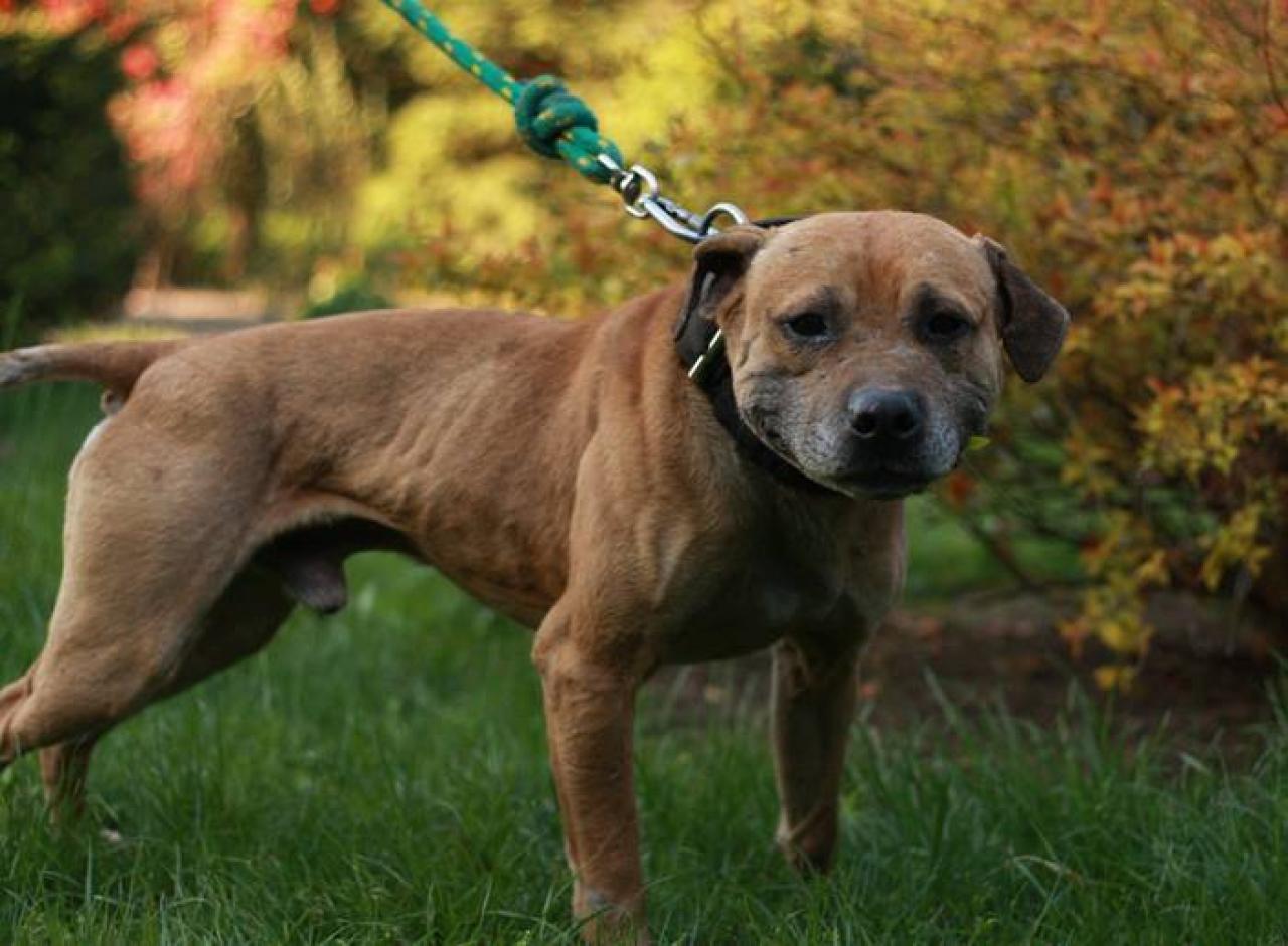 Photo of the dog