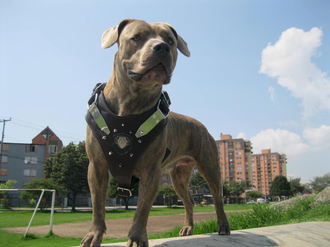 Photo of the dog