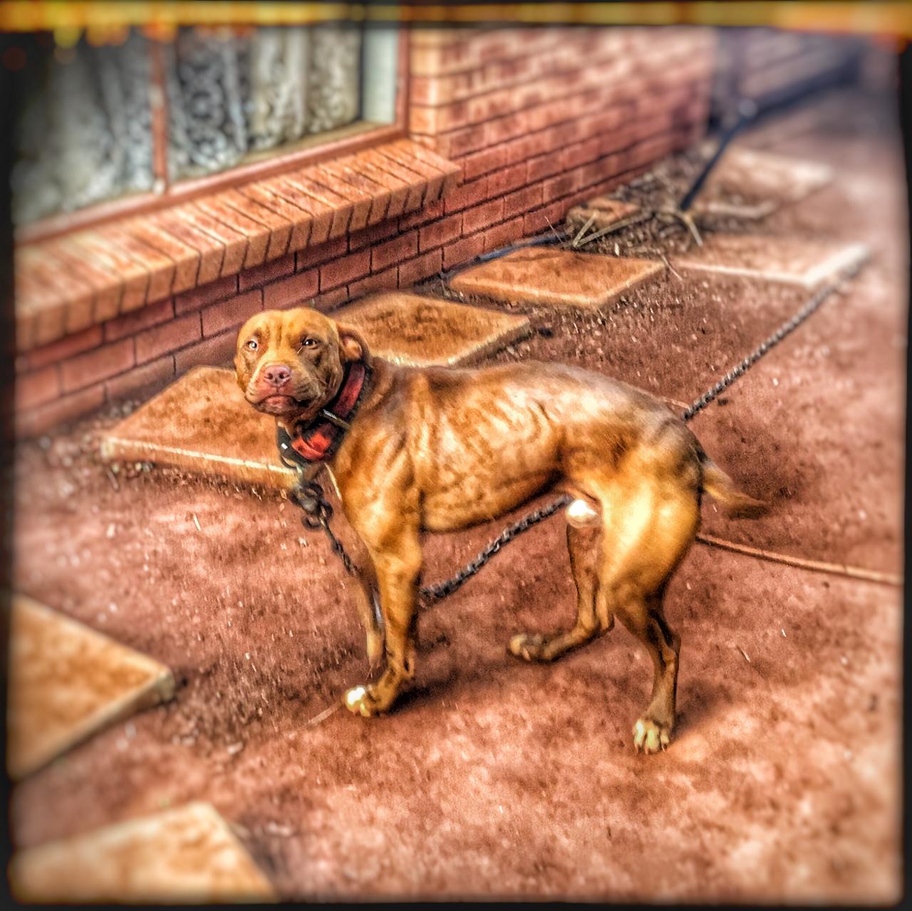 Photo of the dog