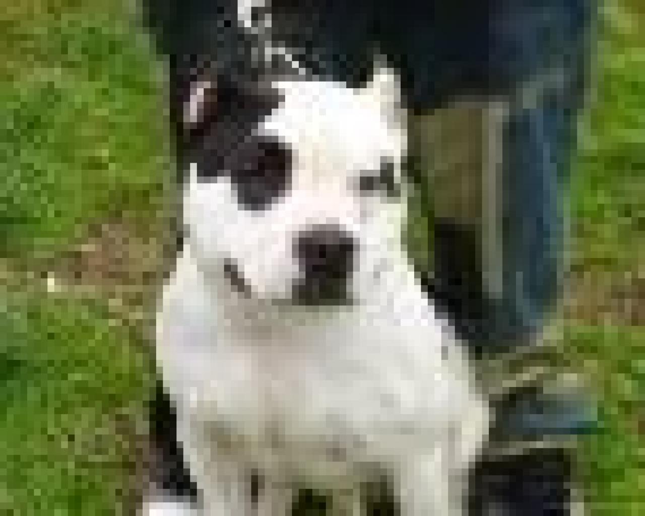 Photo of the dog