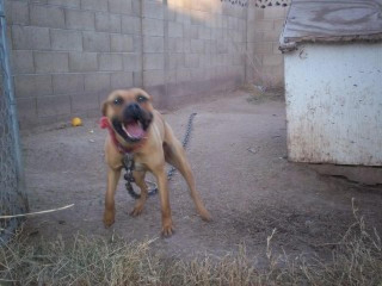 Photo of the dog