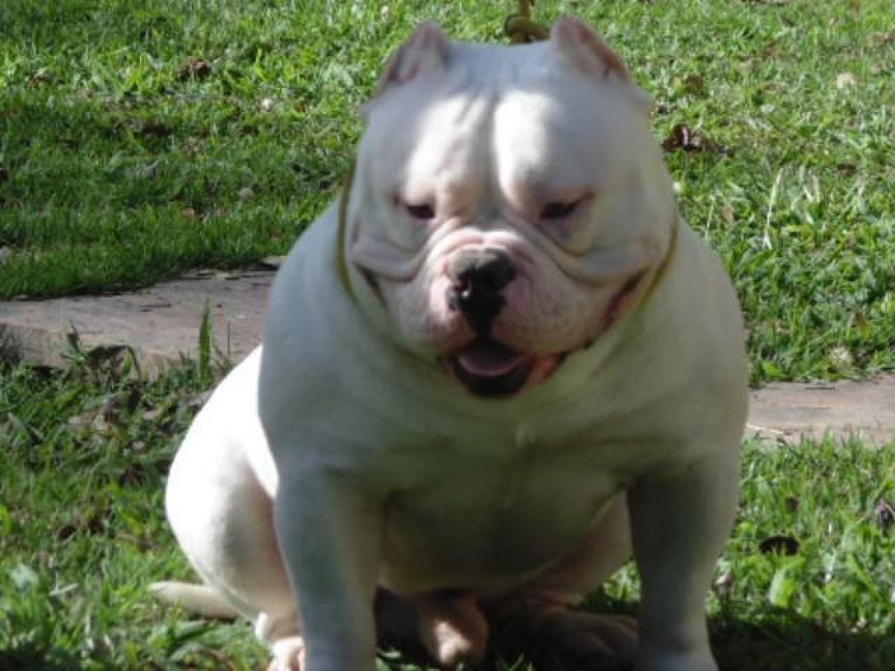 Photo of the dog