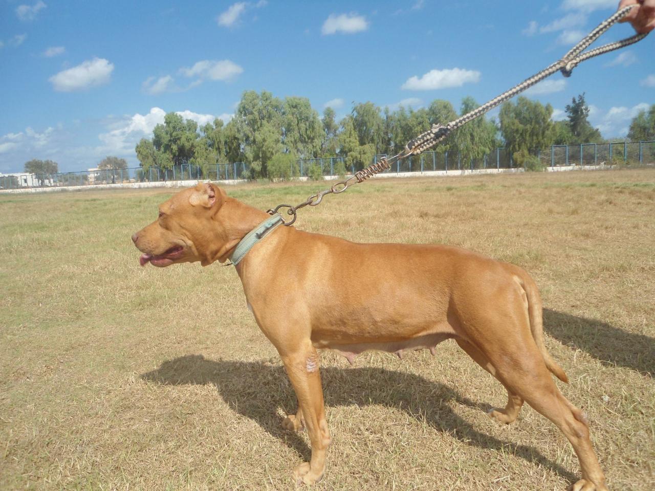 Photo of the dog