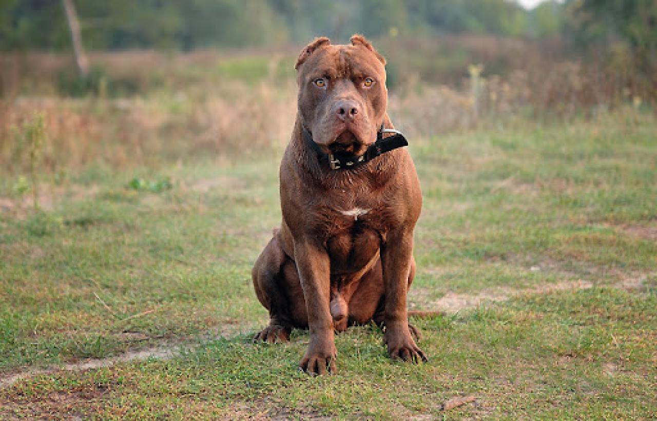 Photo of the dog