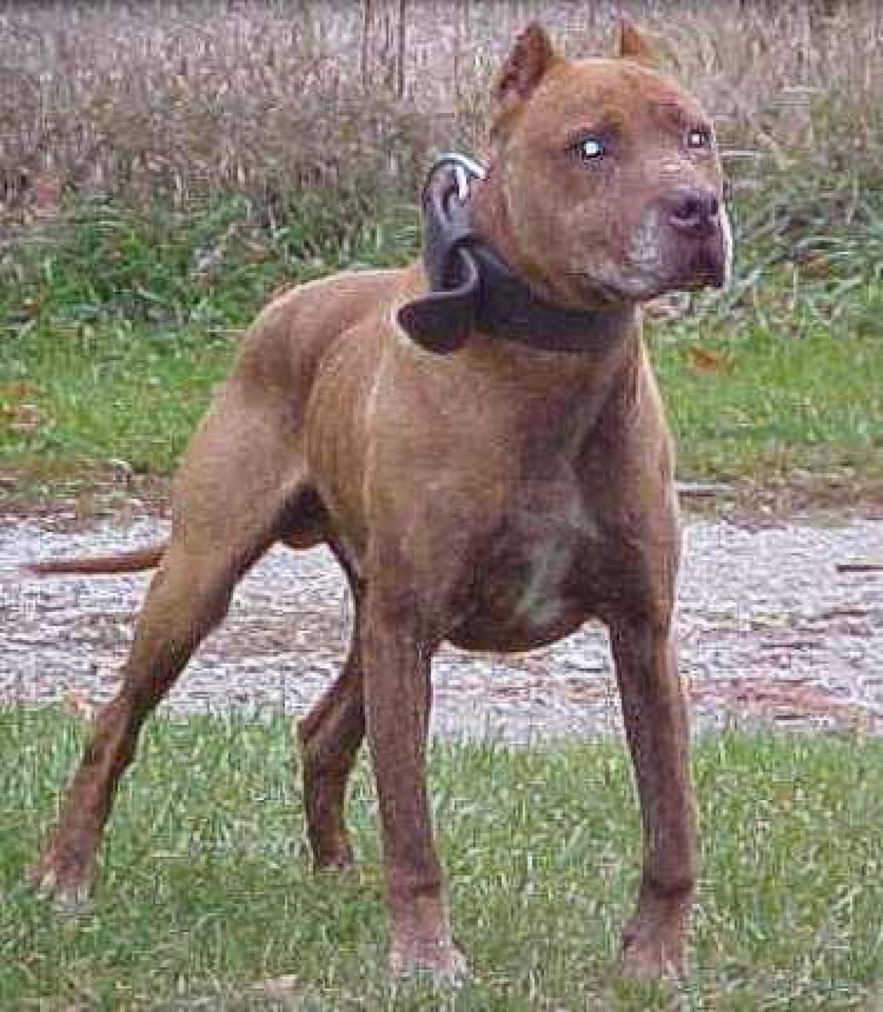 Photo of the dog