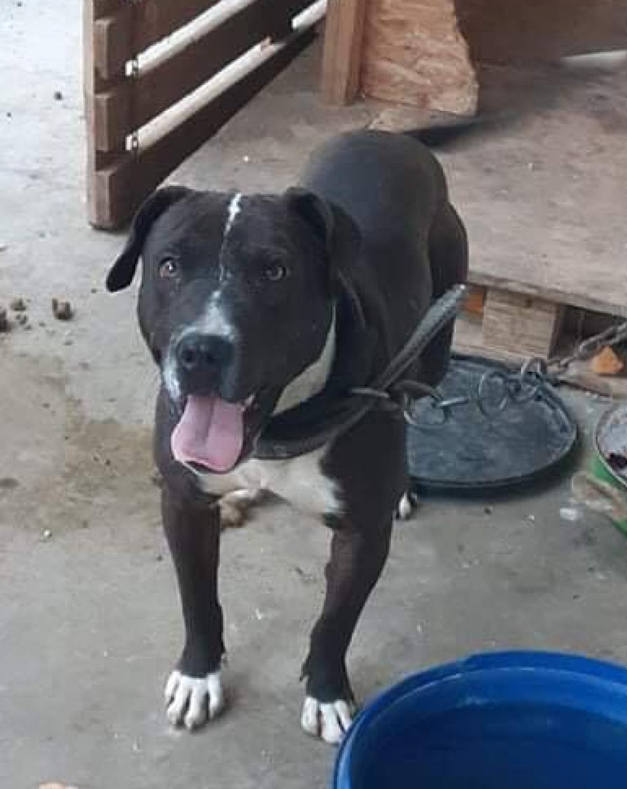 Photo of the dog