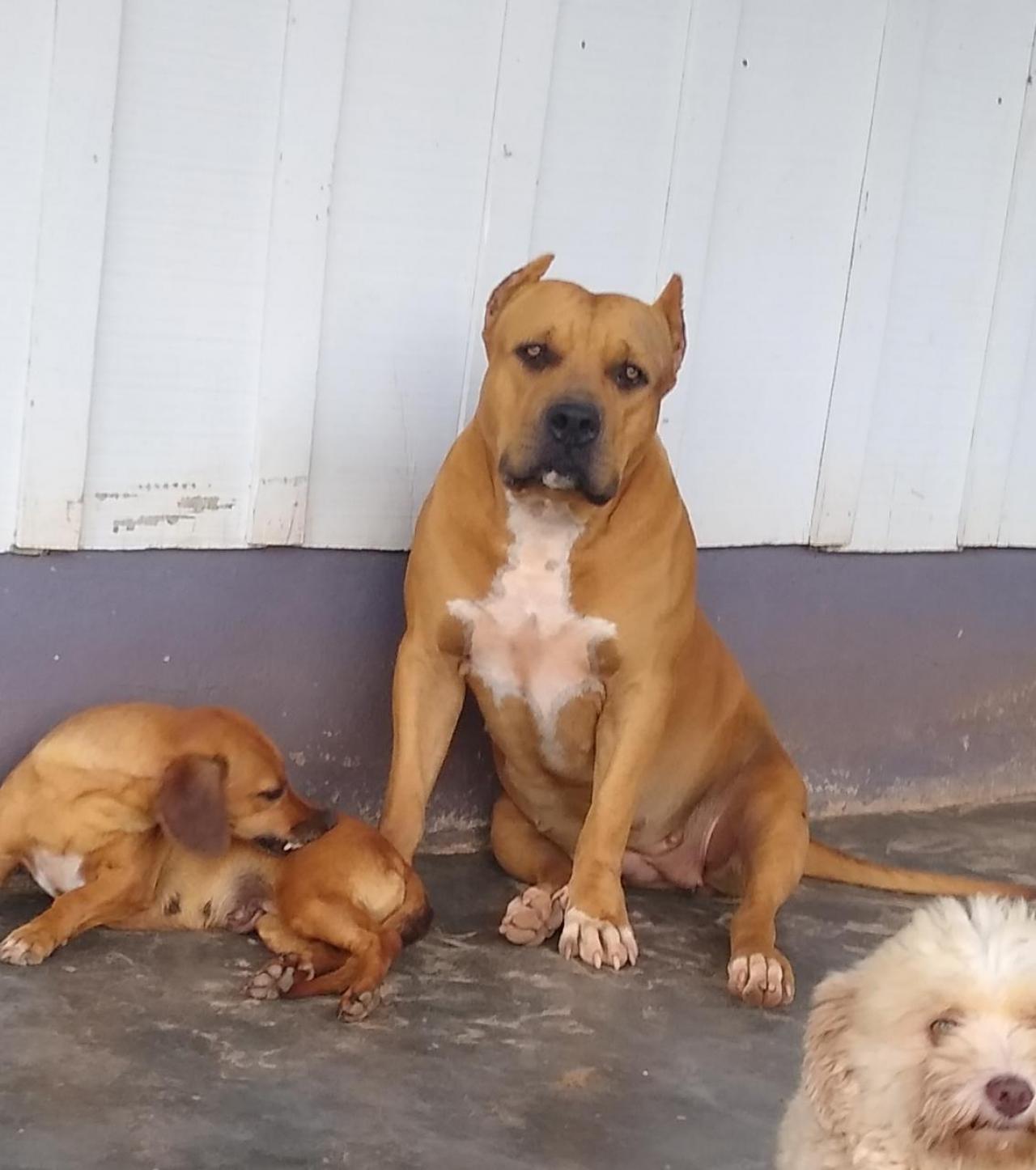 Photo of the dog