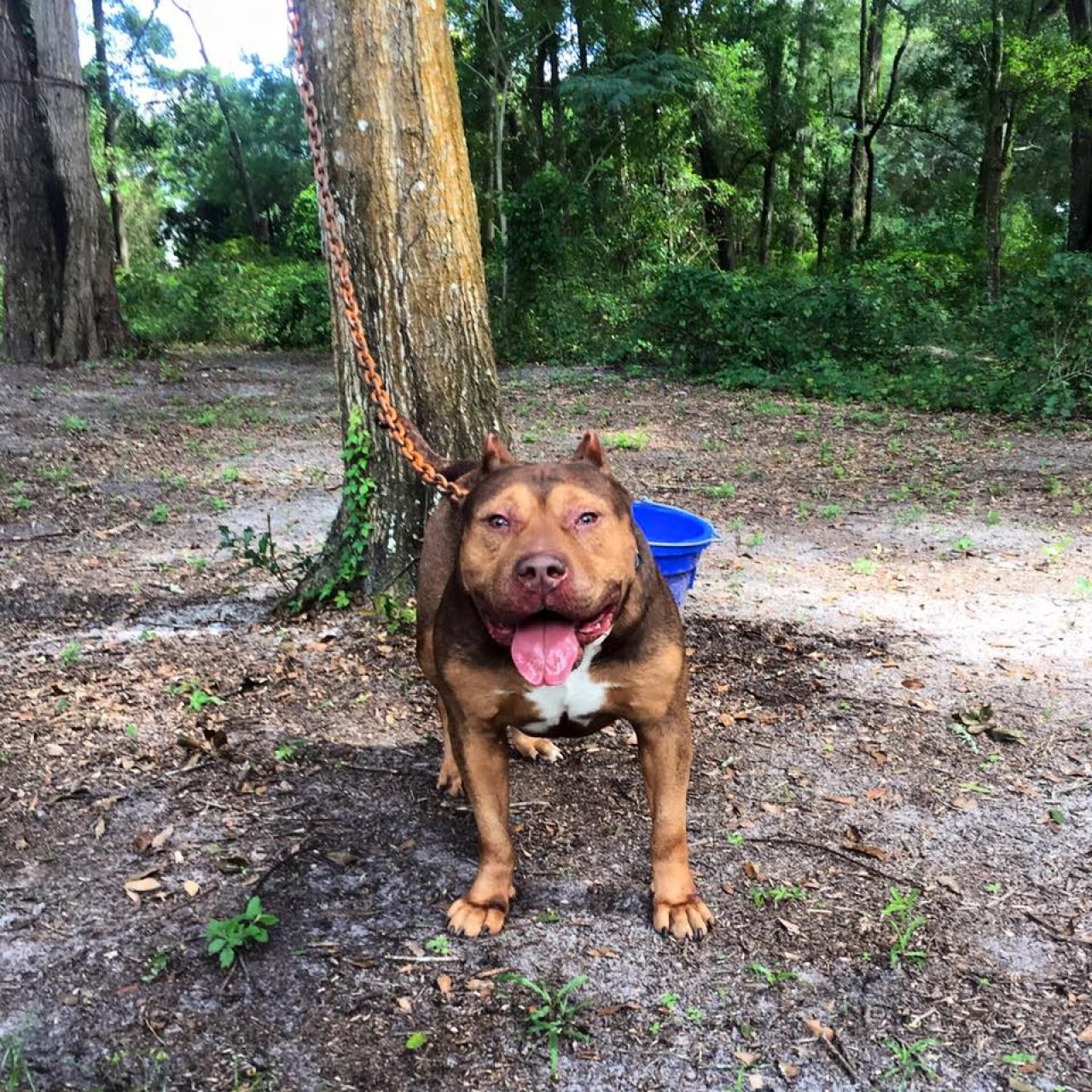 Photo of the dog