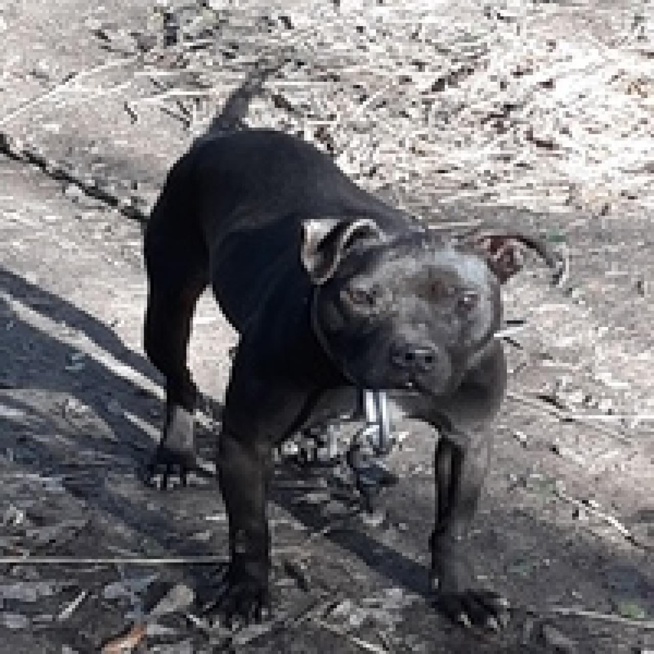 Photo of the dog