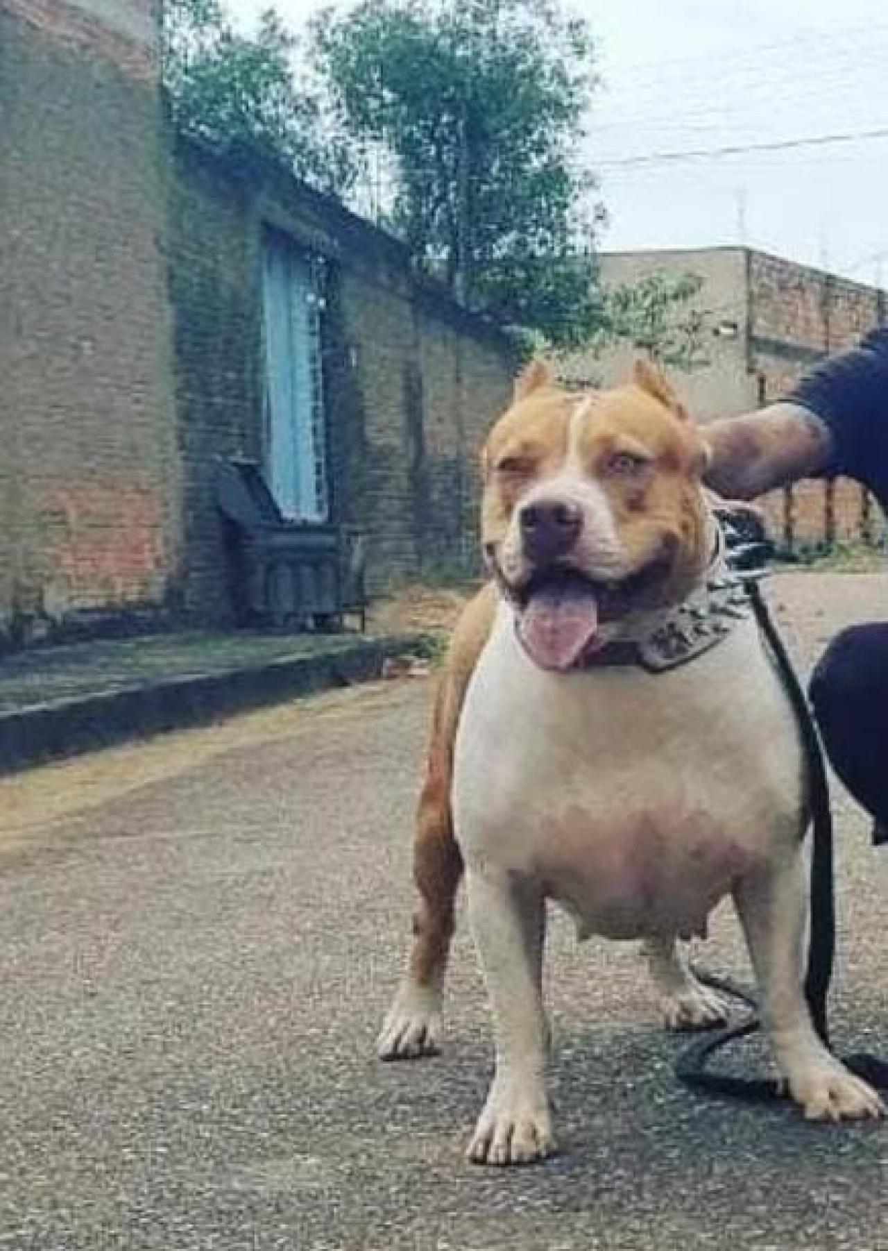 Photo of the dog