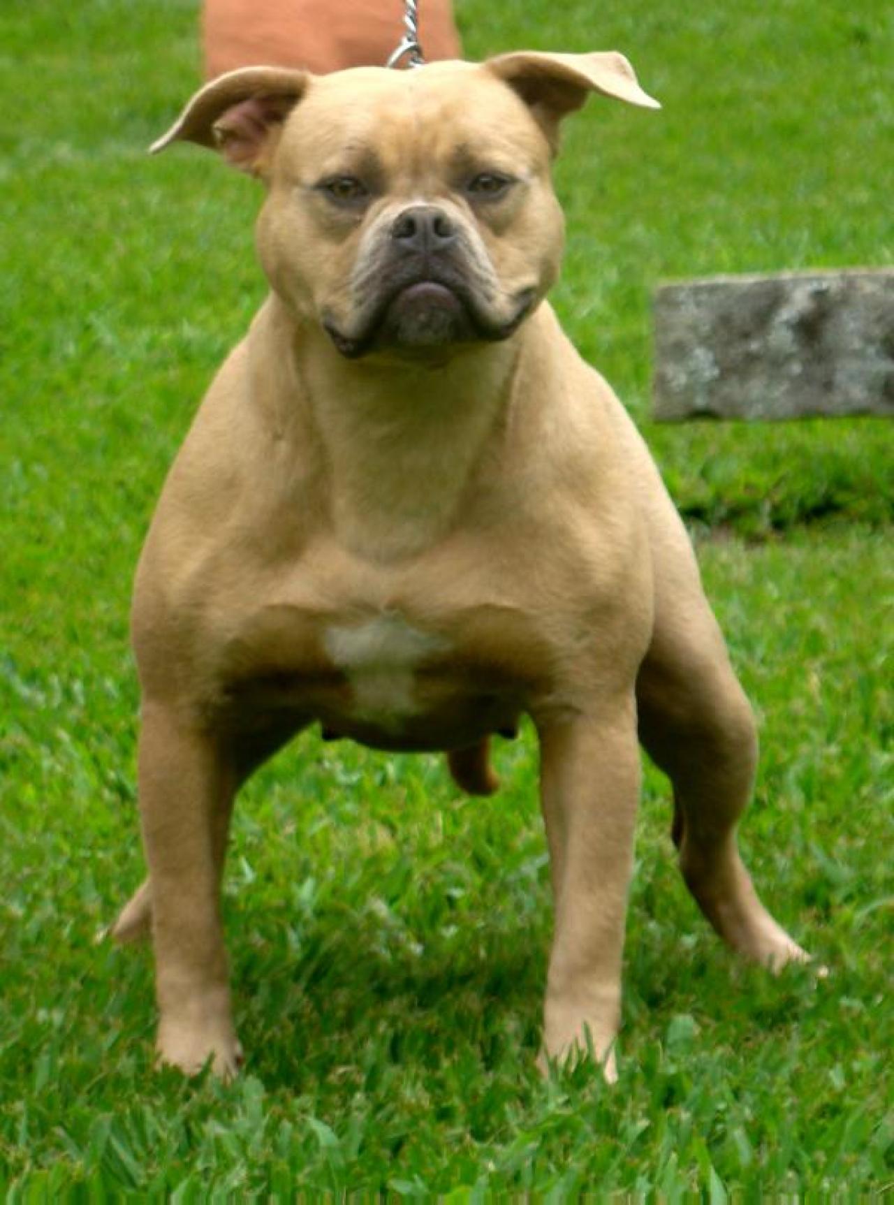 Photo of the dog