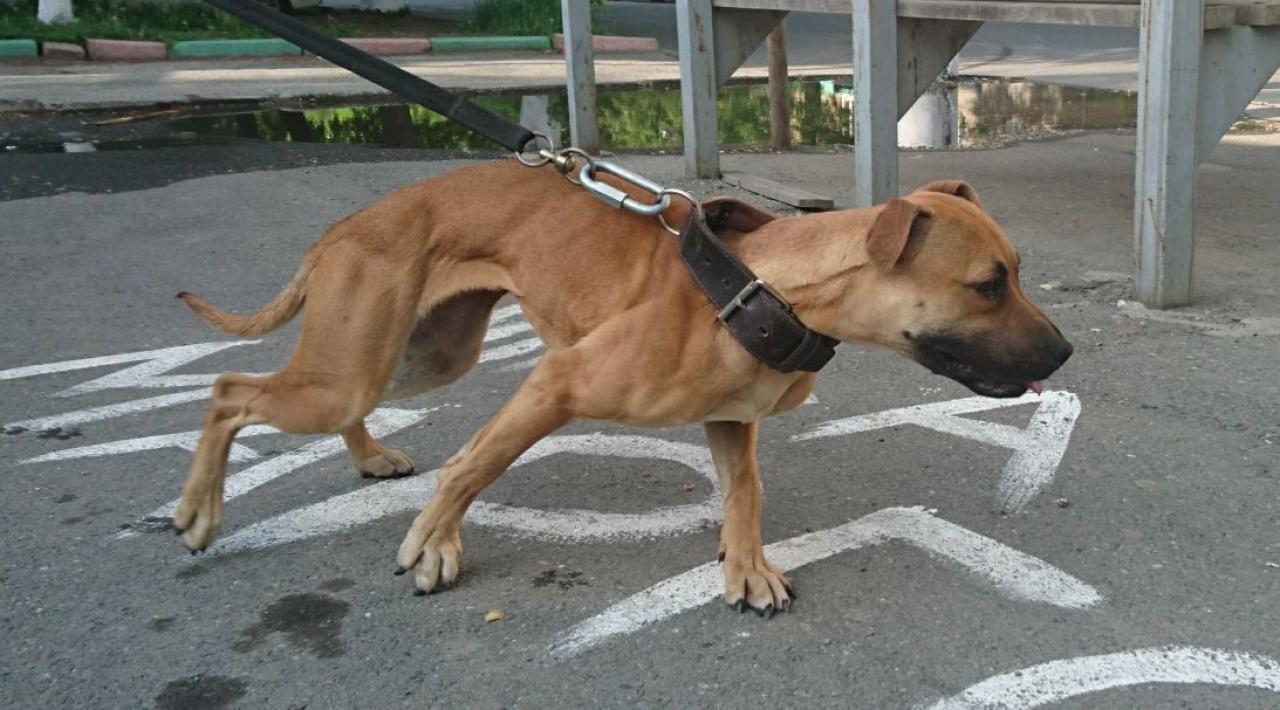 Photo of the dog