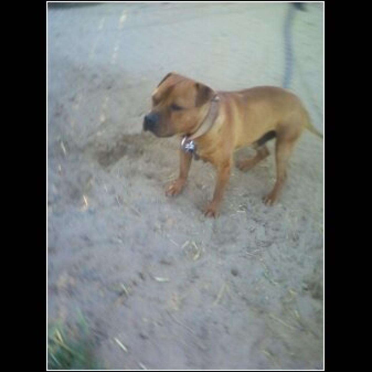 Photo of the dog