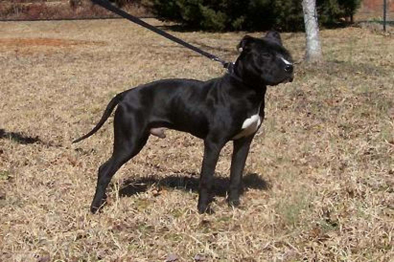 Photo of the dog
