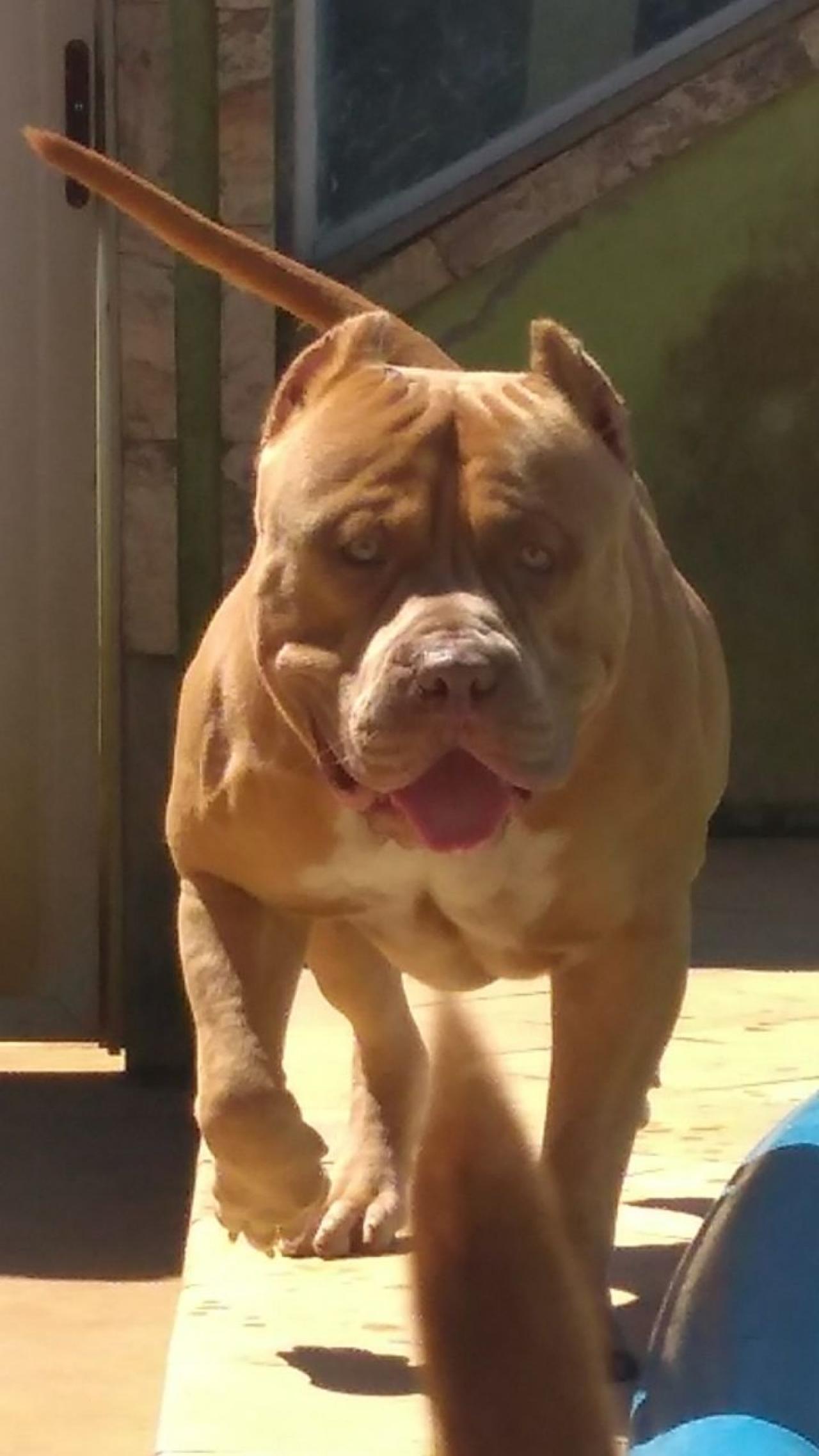 Photo of the dog