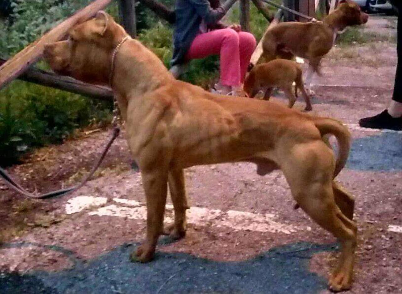 Photo of the dog
