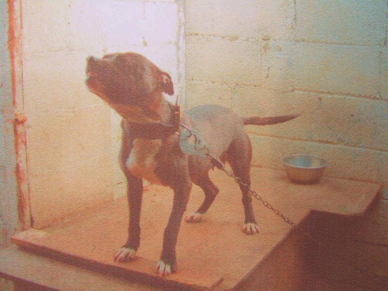 Photo of the dog