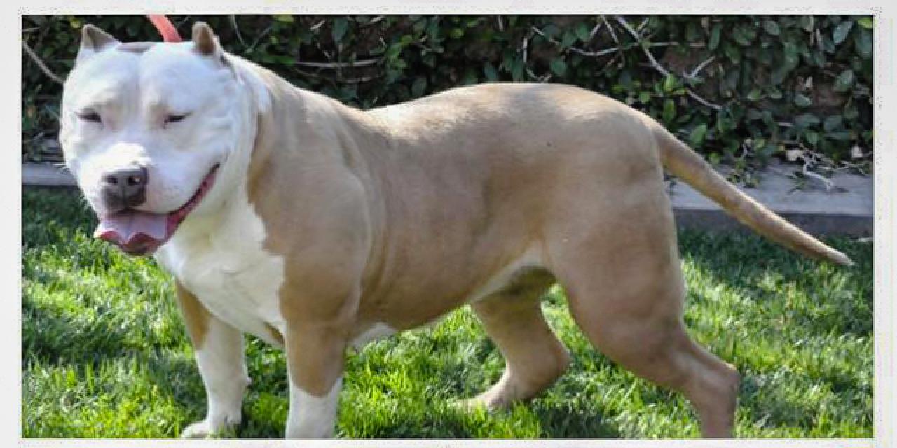 Photo of the dog