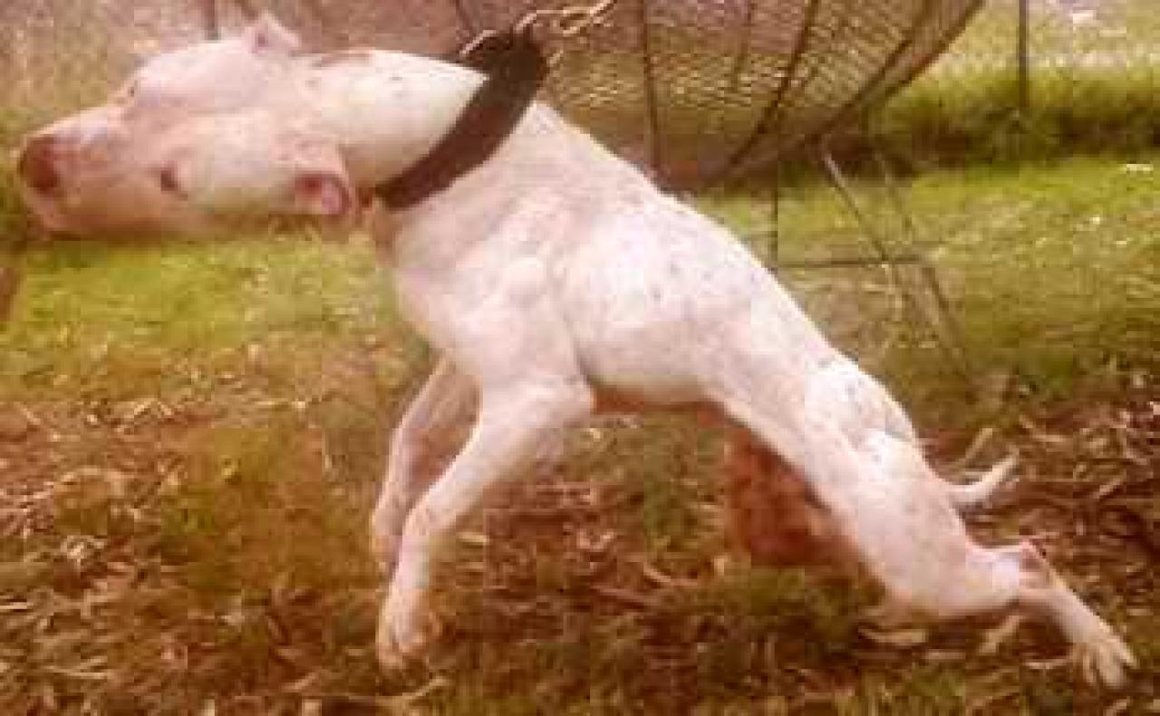 Photo of the dog